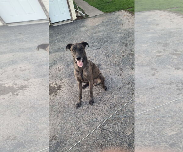 Medium Photo #2 German Shepherd Dog-Great Dane Mix Puppy For Sale in Lockport, NY, USA