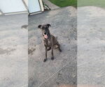 Small #1 German Shepherd Dog-Great Dane Mix