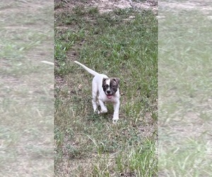 American Bulldog Puppy for sale in SPRING, TX, USA