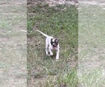 Image preview for Ad Listing. Nickname: Buster