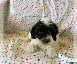 Cocker Spaniel-Poodle (Miniature) Mix Puppy for sale in AMSTERDAM, MO, USA