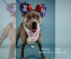 Mutt Dogs for adoption in Bakersfield, CA, USA