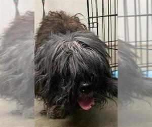 Shih Tzu Dogs for adoption in Rosenberg, TX, USA