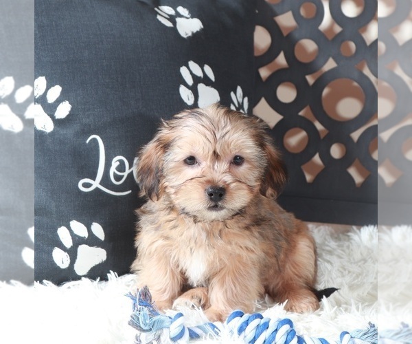 Medium Photo #2 Shorkie Tzu Puppy For Sale in MOUNT VERNON, OH, USA