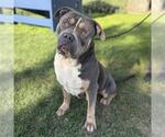 Small American Bulldog