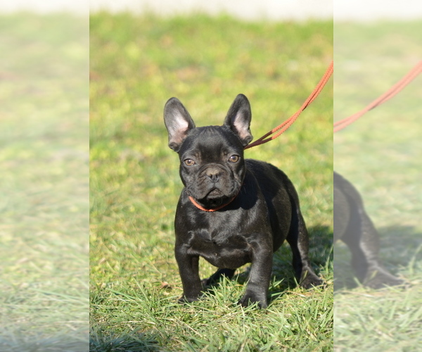 Medium Photo #1 French Bulldog Puppy For Sale in Kiskoros, Bacs-Kiskun, Hungary