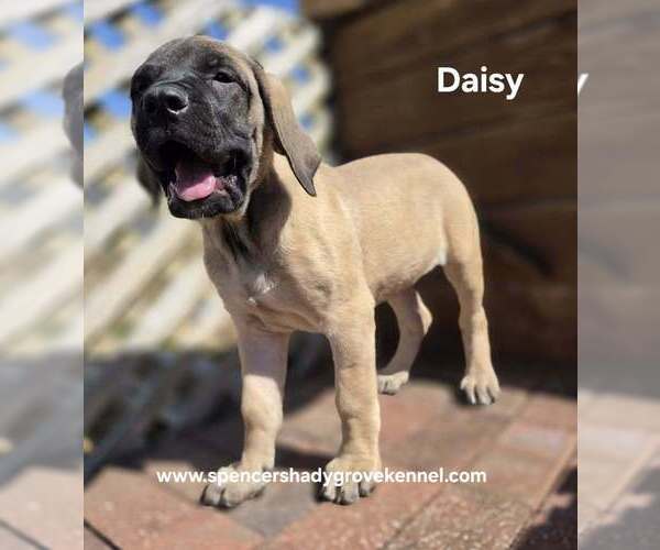 Medium Photo #7 Mastiff Puppy For Sale in CABOOL, MO, USA