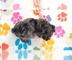 Small #10 Yorkipoo