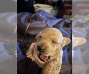 Dachshund Puppy for sale in NORFOLK, VA, USA