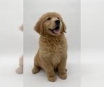 Small Photo #6 Golden Retriever Puppy For Sale in OCALA, FL, USA