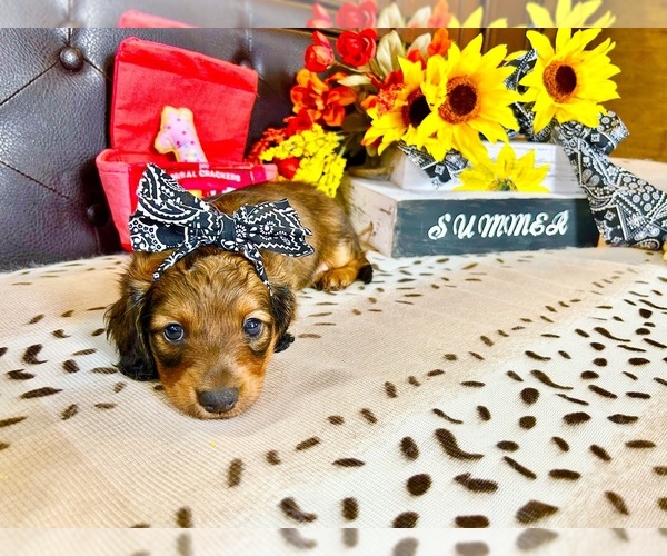 Medium Photo #1 Dachshund Puppy For Sale in LESLIE, AR, USA