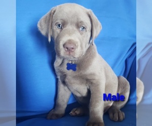 Labrador Retriever Puppy for Sale in DIETERICH, Illinois USA