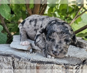 Aussie-Poo-Aussiedoodle Miniature  Mix Puppy for sale in TAYLOR, TX, USA