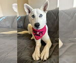 Small #1 Huskies  Mix