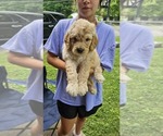 Puppy Goldie Goldendoodle