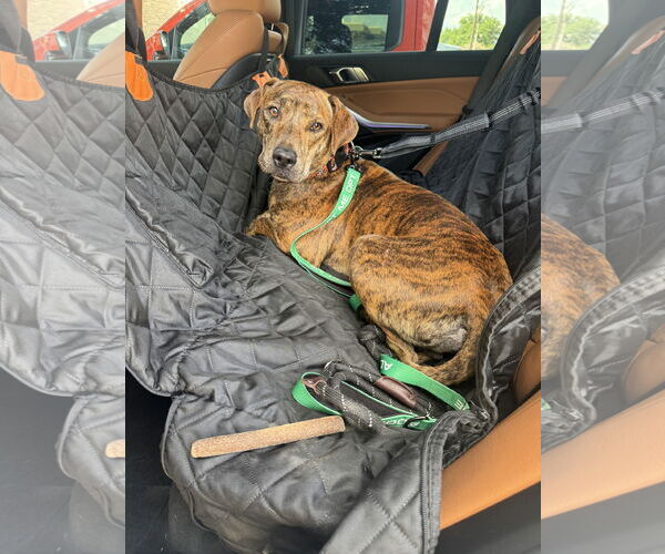Medium Photo #3 American Pit Bull Terrier-Unknown Mix Puppy For Sale in Rowlett, TX, USA