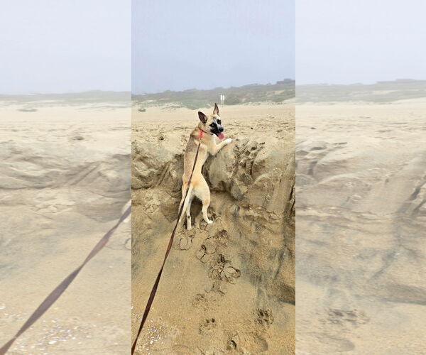 Medium Photo #8 Basenji-Unknown Mix Puppy For Sale in Newport Beach, CA, USA