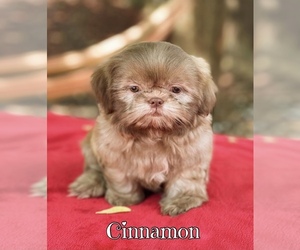 Shih Tzu Puppy for sale in SUGAR HILL, GA, USA