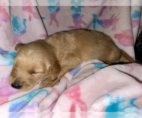 Medium Photo #2 Golden Retriever Puppy For Sale in VALDOSTA, GA, USA