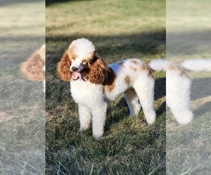 Father of the Goldendoodle (Miniature) puppies born on 11/30/2025