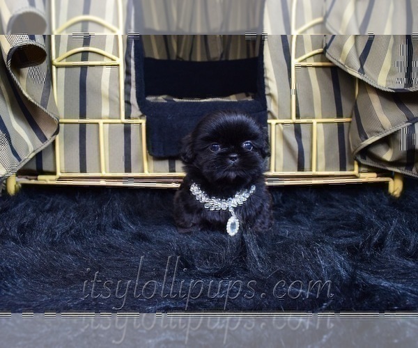 Medium Photo #3 Shih Tzu Puppy For Sale in HAYWARD, CA, USA