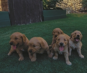Goldendoodle (Miniature) Puppy for sale in SAN ANTONIO, TX, USA