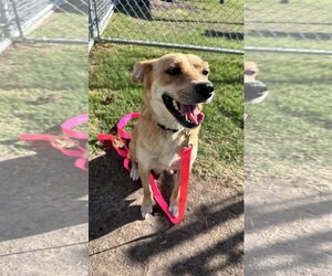 Golden Retriever-Unknown Mix Dogs for adoption in Beatrice, NE, USA