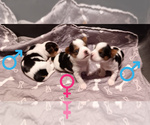 Small Photo #15 Biewer Yorkie Puppy For Sale in GRANBURY, TX, USA