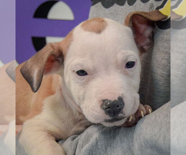 Medium Photo #7 American Staffordshire Terrier-Boxer Mix Puppy For Sale in Huntley, IL, USA