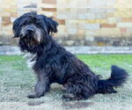 Small #4 Lhasa Apso Mix