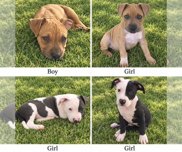 Medium Photo #1 American Pit Bull Terrier Puppy For Sale in ROSHARON, TX, USA