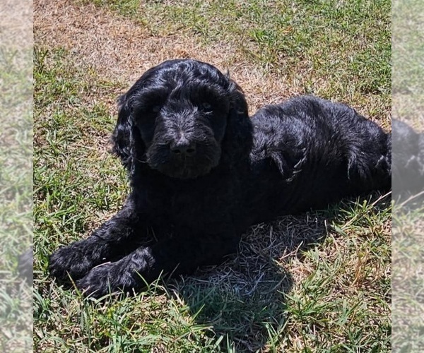 Medium Photo #1 Goldendoodle mix (+ Poodle Standard) Puppy For Sale in TARBORO, NC, USA