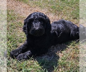 Goldendoodle mix (+ Poodle Standard) Puppy for Sale in TARBORO, North Carolina USA