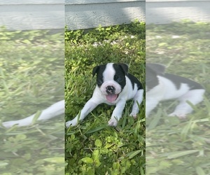 Boston Terrier Puppy for sale in COOKEVILLE, TN, USA