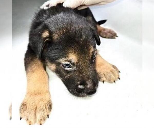 Medium Photo #1 German Shepherd Dog-Unknown Mix Puppy For Sale in Houston, TX, USA