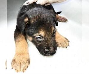German Shepherd Dog-Unknown Mix Dogs for adoption in Houston, TX, USA