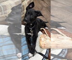 Small #4 Poodle (Standard) Mix