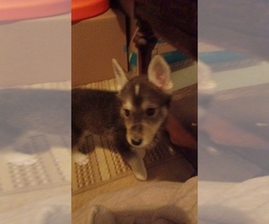 Gerberian Shepsky Puppy for sale in EDMORE, MI, USA