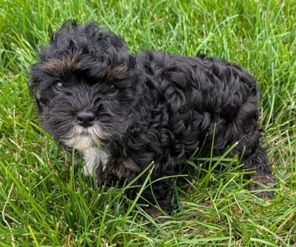 Medium Photo #7 Cock-A-Poo Puppy For Sale in GOSHEN, IN, USA