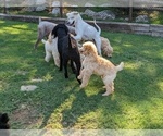 Small Photo #12 Poodle (Standard) Puppy For Sale in SAND SPRINGS, OK, USA