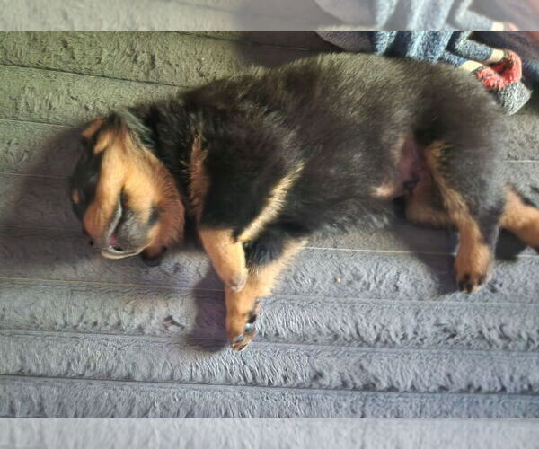Medium Photo #3 Rottweiler Puppy For Sale in WINDSOR, ME, USA
