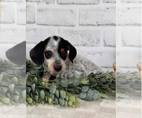 Medium Photo #2 Dachshund Puppy For Sale in MIRAMAR, FL, USA