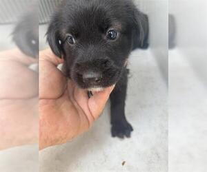 Labrador Retriever-Unknown Mix Dogs for adoption in Houston, TX, USA