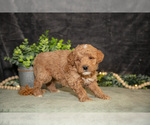 Small #2 Poodle (Miniature)