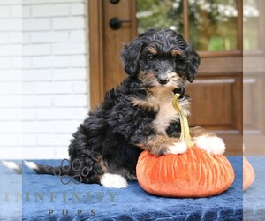 Bernedoodle (Miniature) Puppy for sale in NARVON, PA, USA