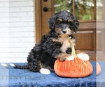 Phoebe - Female Bernedoodle (Miniature) Puppy for Sale - Small photo
