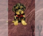 Small Photo #1 Yorkshire Terrier Puppy For Sale in BELLEVILLE, IL, USA