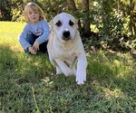 JuJuBee - Female Anatolian Pyrenees Puppy for Sale - Photo #4
