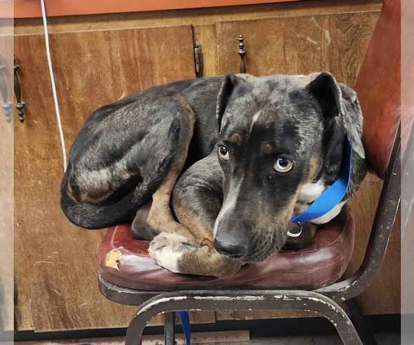 Medium Photo #3 Catahoula Leopard Dog-Unknown Mix Puppy For Sale in Coralville, IA, USA