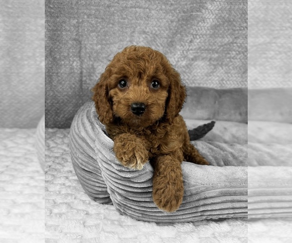 Medium Photo #5 Goldendoodle (Miniature) Puppy For Sale in FRANKLIN, IN, USA